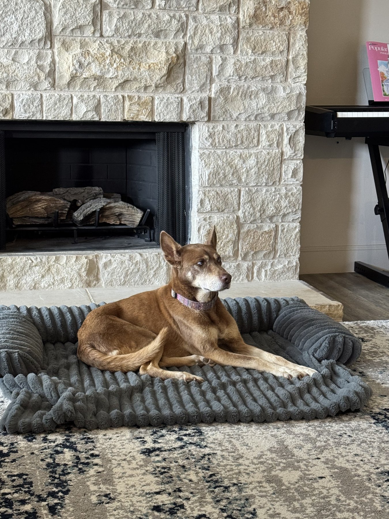 A dog resting in a cozy spot.