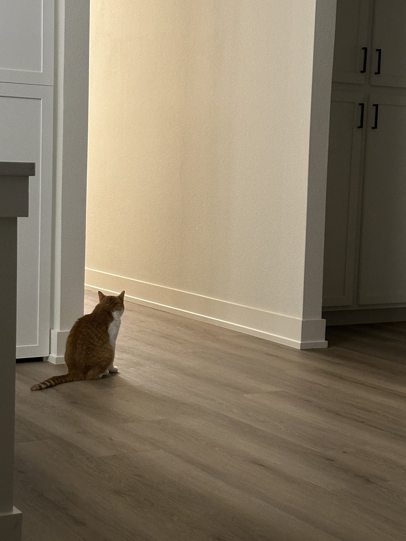 A cat sitting near the kitchen cabinets.
